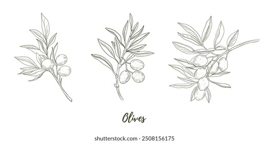 Set of vector olive branch line art illustration, graphic line art. Elegant line botanical illustration. Great for any designs, textile, art, walls, package