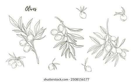 Set of vector olive branch line art illustration, graphic line art. Elegant line botanical illustration. Great for any designs, textile, art, walls, package