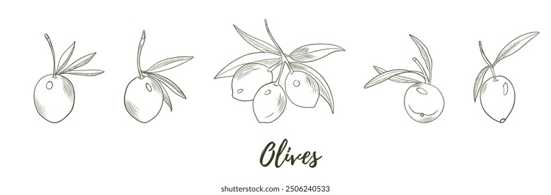 Conjunto de ilustración de arte de línea de aceitunas de Vector, arte de línea gráfica. Ilustración botánica de línea elegante. Ideal para cualquier diseño, textil, arte, paredes, paquete