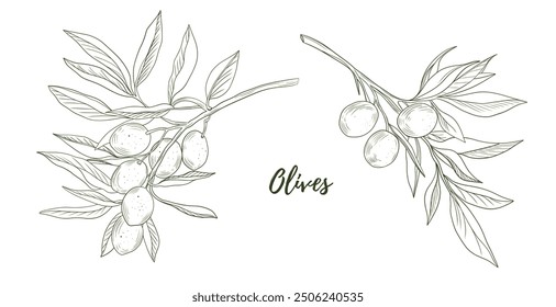 Set of vector olives line art illustration, graphic line art. Elegant line botanical illustration. Great for any designs, textile, art, walls, package