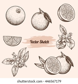 Set of vector oranges