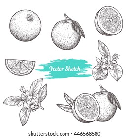 Set of vector oranges