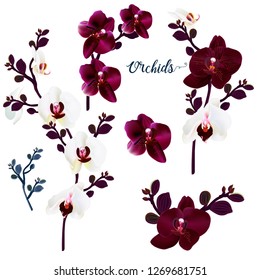 Set of vector orchids for design