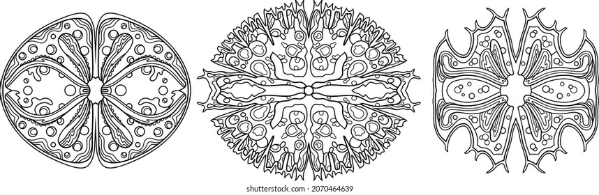 Set of vector ornament black and white unicellular sea algae isolates on white. Desmidiales, Zygnematophyceae, Charophyta. Pattern design and coloring.