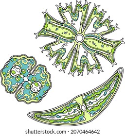 Set of vector ornament green unicellular sea algae isolates on white. Desmidiales, Conjugatophyceae, Charophyta. Pattern design and coloring.