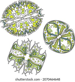 Set of vector ornament green unicellular sea algae isolates on white. Desmidiales, Zygnematophyceae, Charophyta. Pattern design and coloring.