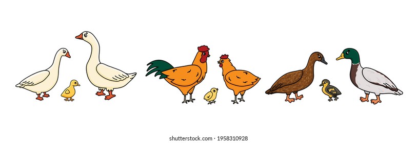 Set of Vector outline doodle cartoon Duck, goose, cock families. Males, females and yellow babies. Isolated hand drawn illustration of cute farm domestic bird animals on white background