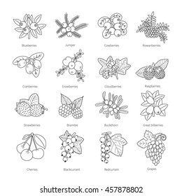 Set of vector outline doodle pied berries isolated on white