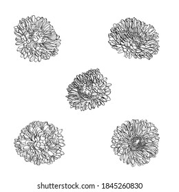 Set of vector outline flowers of chrysanthemum. Black and white line illustration of 	
daisy flowers on a white background. Flower isolated on white.