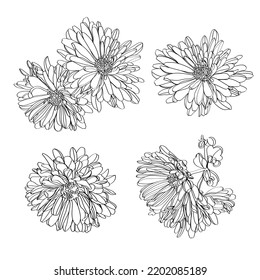 Set of vector outline flowers of chrysanthemum. Black and white line illustration of 	
daisy flowers on a white background. Flower isolated on white.
