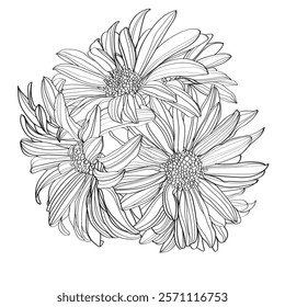 Set of vector outline flowers of chrysanthemum. Black and white line illustration of 	
daisy flowers on a white background. Flower isolated on white.