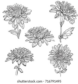 Set of vector outline flowers of chrysanthemum. Black and white line illustration of 	
daisy flowers on a white background. Flower isolated on white.