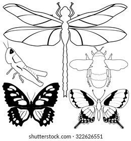 set of vector, outline illustrations of different insects
