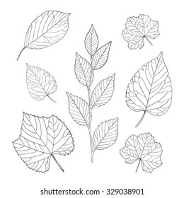 Set of vector outline leaves. Vector illustration