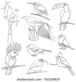 Set of vector outline line stroke tropical exotic birds set.