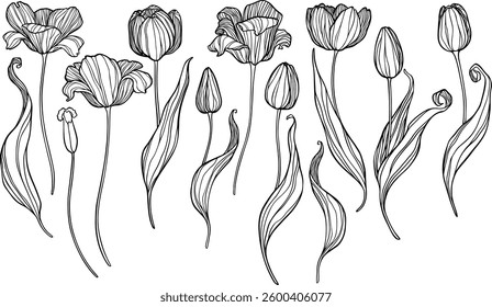 Satz von Vektorkonturtulpen. Abbildung von Blumen.