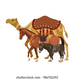 Set of vector pack animals - camel, horse and donkey. Illustration isolated on white background