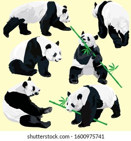 Set of vector panda bears in different positions isolated on yellow background