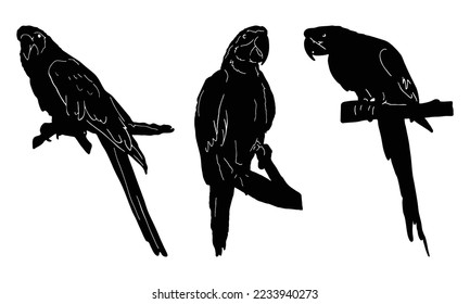 set of Vector parrot silhouettes, parrot with different vector.