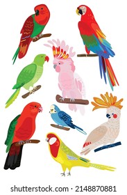 Set of vector parrots, Corella, Macaw, cockatoo on a white isolated background, watercolor illustration, hand drawing, tropical birds.