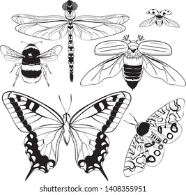 Set of vector vector pattern maixia beetle, ladybug, bumblebee