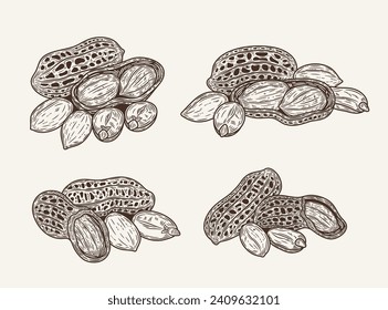 Set of vector peanut hand-drawn sketch illustrations. Hand-drawn peanut icons