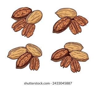 Set of vector pecan colorful illustrations. Shelled and cracked pecan nuts. Nut kernels and shells