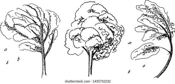 A set of vector pen and ink drawings of autumn trees with falling leaves on a white background, autumnal design elements