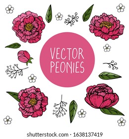 Set of vector peonies with leaves and cute small flowers. Outline.