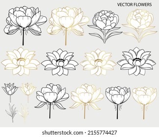Set of vector peonies and lotus flowers in black and gold. Line art style.