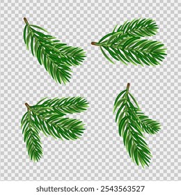 A set of vector pine Christmas tree branches on a transparent background