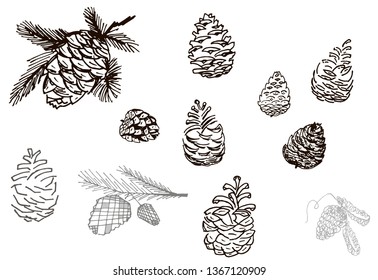 Set of  vector pine cones, sketch hand drawn.