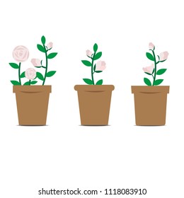 Set of vector pink rose.Pink rose vector design on background.flower pot vector