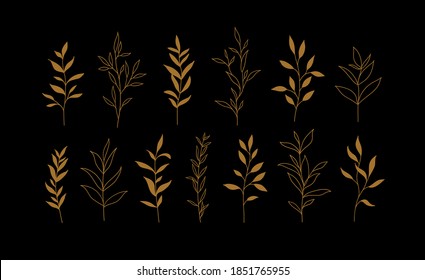 Set of vector plants and herbs. Hand drawn floral elements.
