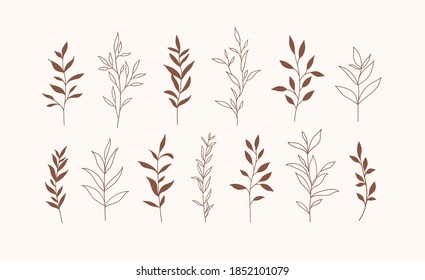 Set of vector plants and herbs. Hand drawn floral elements.