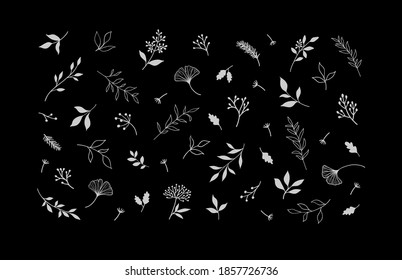 Set of vector plants and herbs. Hand drawn floral elements.