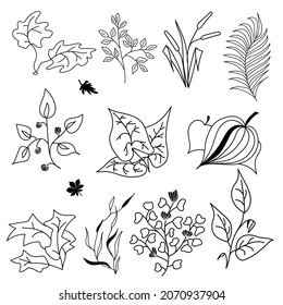 Conjunto de plantas vectoriales y hojas en estilo de línea aut sobre el fondo blanco. Elementos de diseño de línea negra dibujados a mano.