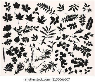 Set of vector plants on white background