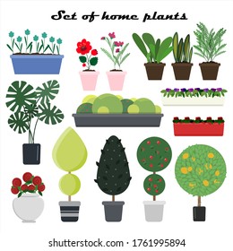 Set of vector plants in pots for home. Flat illustration of different types of flowers, trees and plants for indoor and outdoor landscaping of the house. Vector for creating home cozy pictures on
