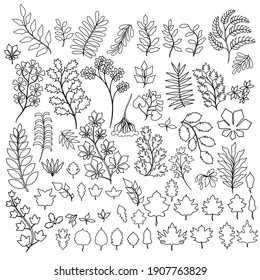 Set of vector plants and twigs. Autumn leaves. Plants in line art style