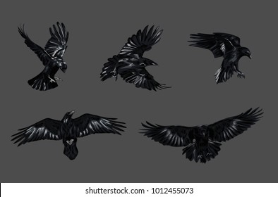 Set of vector ravens. 