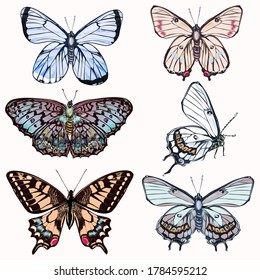 Conjunto de mariposas vectoriales realistas para el diseño en estilo vintage