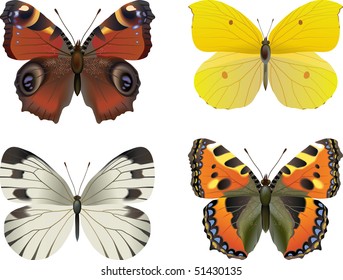 Conjunto de mariposa vectorial realista: Peacock europeo (Inachis io), Tortoiseshell (Vanessa, urticae), Brimstone (Rhodocera Gonopteryx rhamni), mariposa blanca (Pieris brassicase)