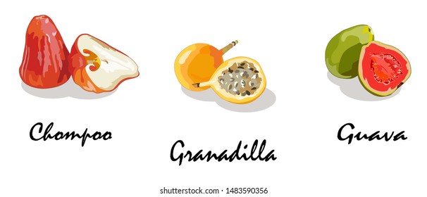 Set of vector realistic cartoon fruits: chompoo, granadilla, guava. Exotic tropical fruits isolated.