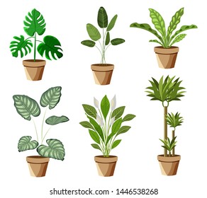 Set of vector realistic detailed house plant for interior design and decoration.Tropical plant for interior decor of home or office.