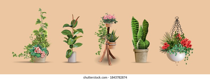 Set of vector realistic detailed house or office plant for interior design and decoration.Tropical and Mediterranean ornamental plant for interior decor of home or office