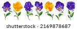 Set of vector realistic flowers Pansies, Viola. Yellow, Purple, Blue with yellow, two-color plants with bright lettuce leaves isolated on white background clip art. Readymade elements for your design.