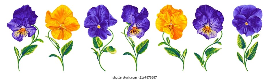 Set of vector realistic flowers Pansies, Viola. Yellow, Purple, Blue with yellow, two-color plants with bright lettuce leaves isolated on white background clip art. Readymade elements for your design.