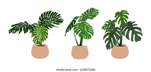 Set of Vector realistic Illustrations of Monstera Plant isolated on white background. Urban jungle, trendy home decor, indoor plants, tropical leaves in stylish pots. 