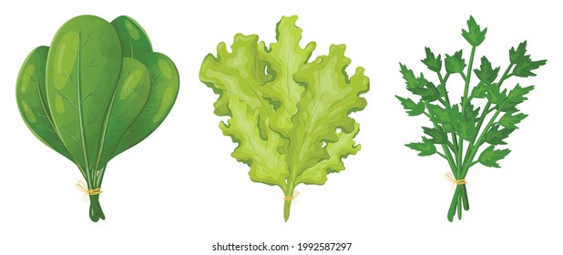 Set of vector realistic images of bundles of greens for salad. Spinach, lettuce and parsley leaves. Natural herbs as decoration elements or food seasoning.